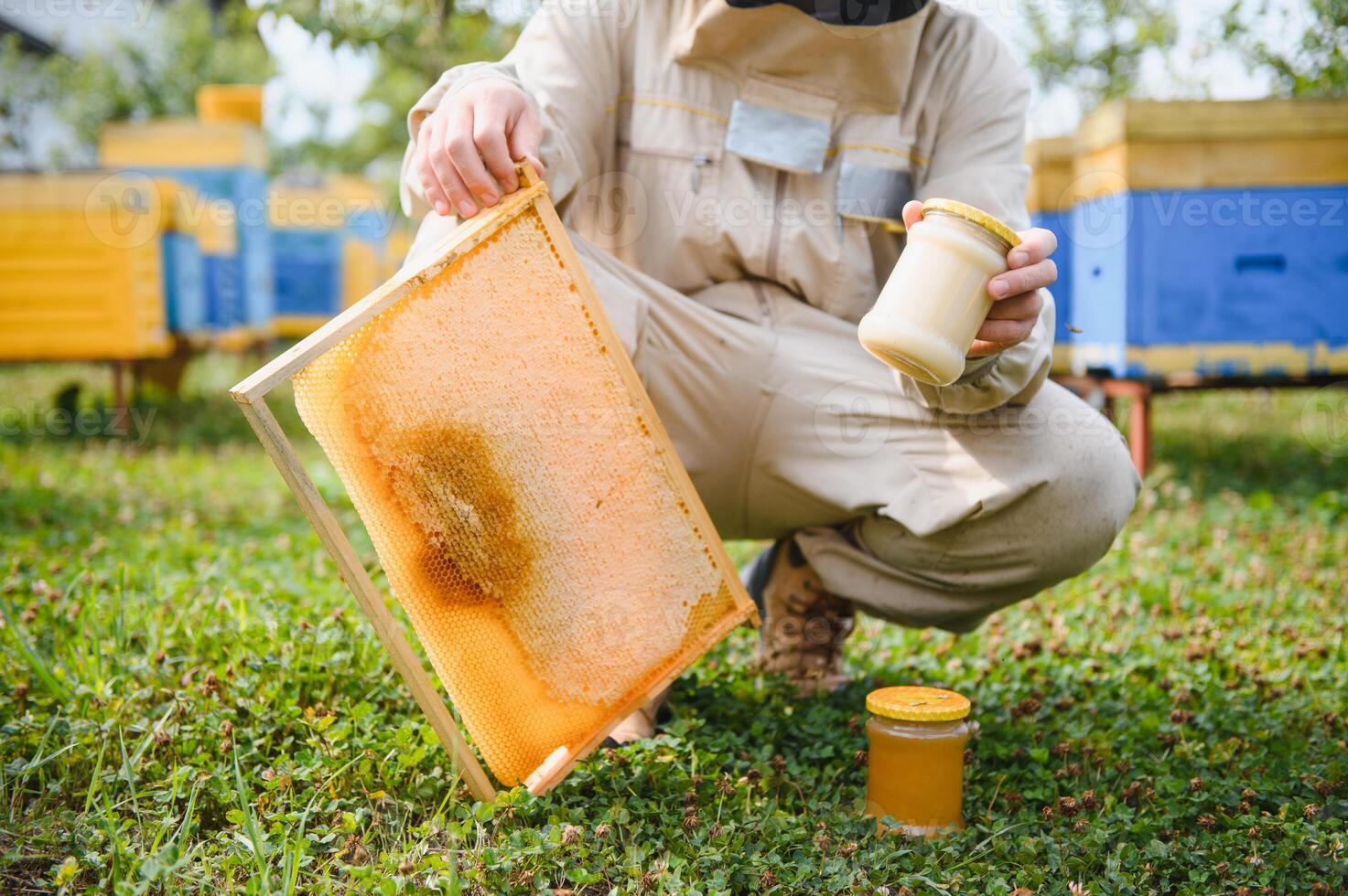 Beekeeper is working with bees and beehives on apiary. Bees on honeycomb. Frames of bee hive. Beekeeping. Honey. Healthy food. Natural products. photo