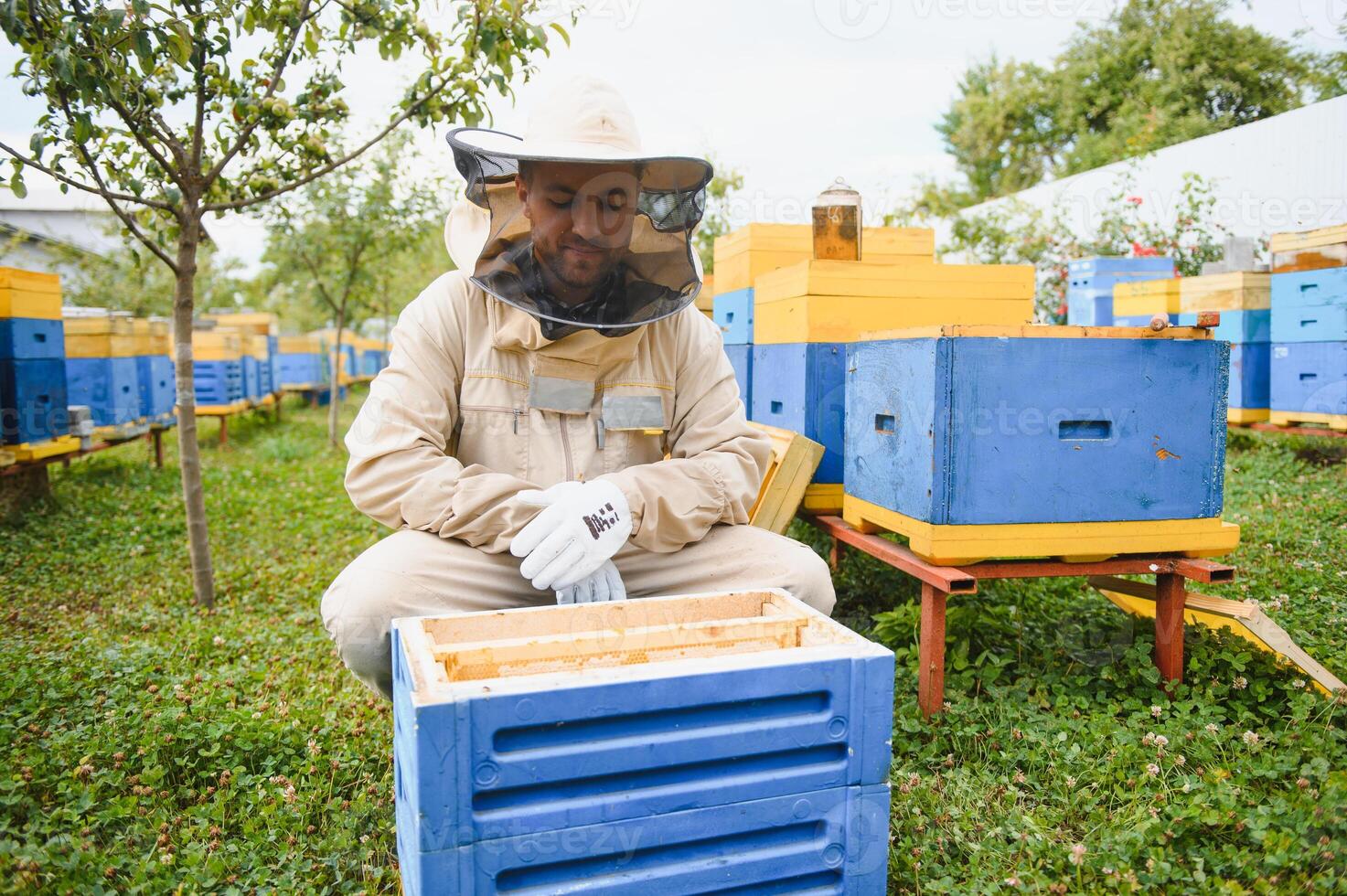 Beekeeping, beekeeper at work, bees in flight. photo