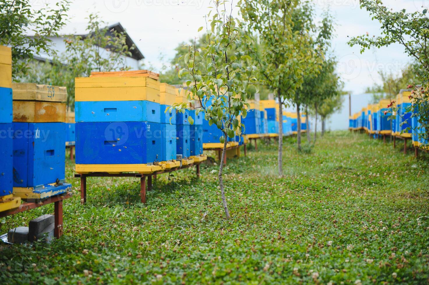 Hives in an apiary with bees flying to the landing boards. Apiculture photo