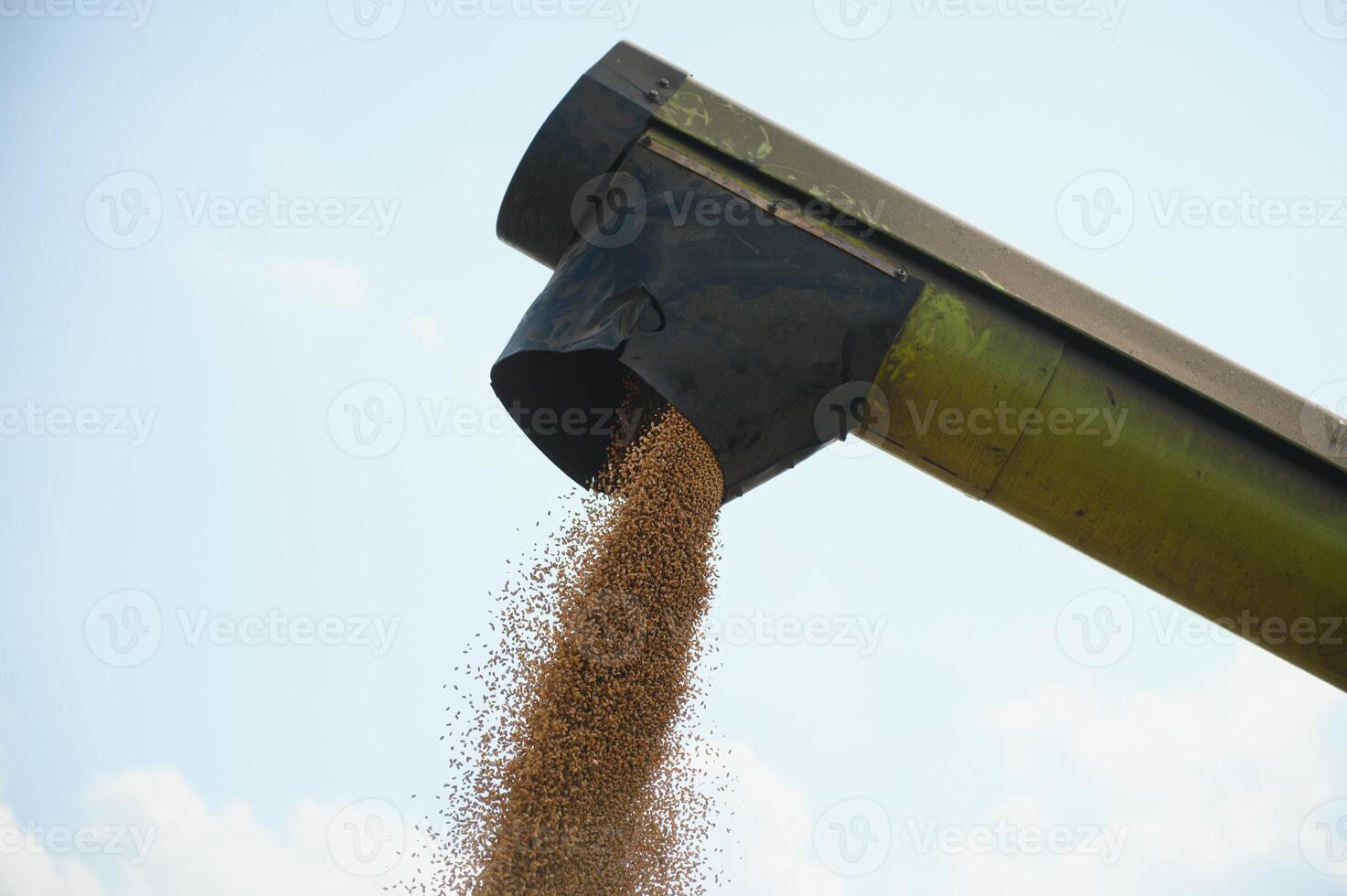 The harvest collected by the combine is poured into the back of the truck photo