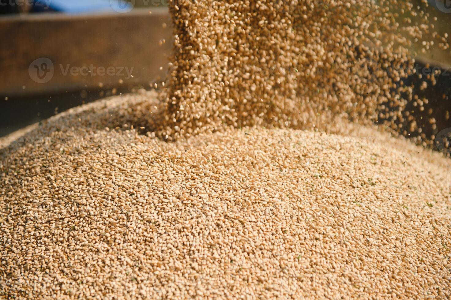 Close up view of combine harvester pouring a tractor-trailer with grain during harvesting. photo
