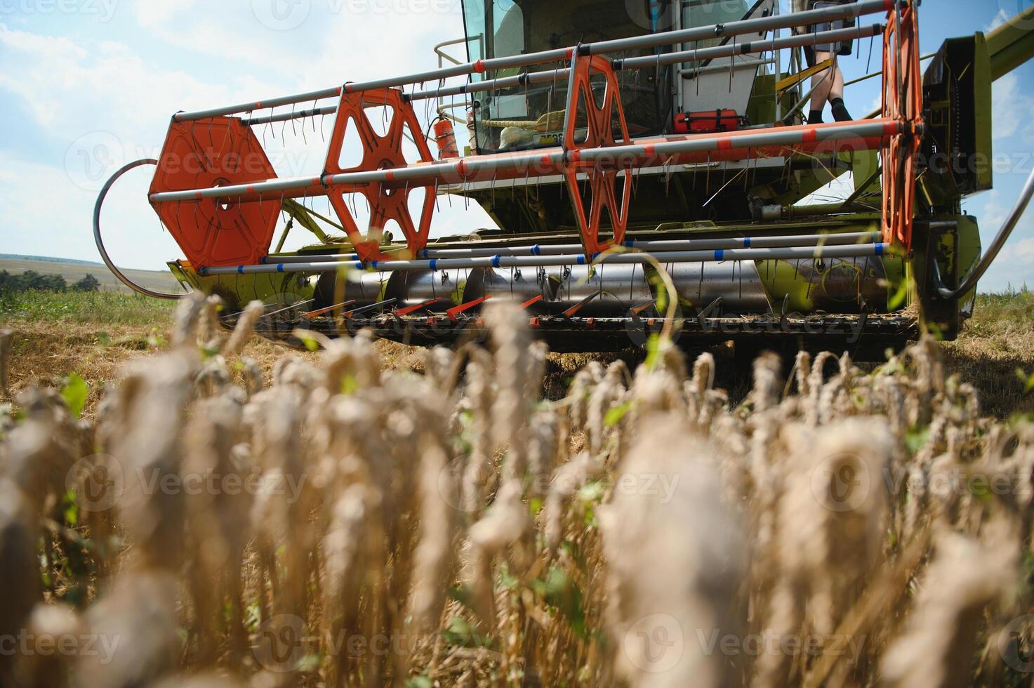 Combine harvester harvests ripe wheat. agriculture photo