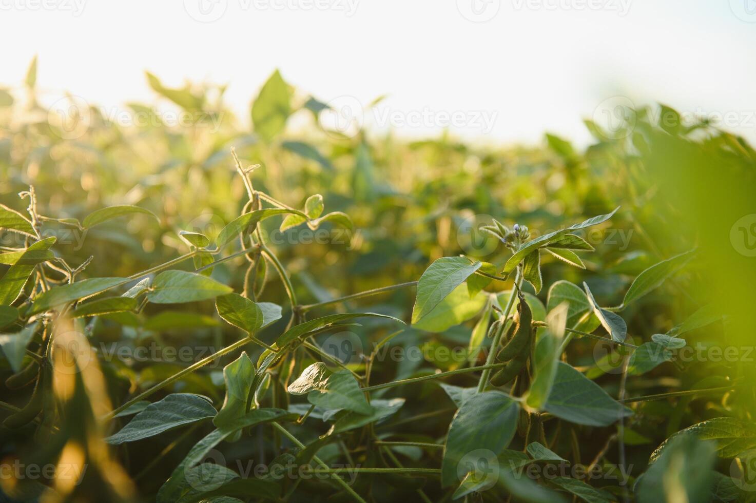Closeup of green plants of soybean on field photo