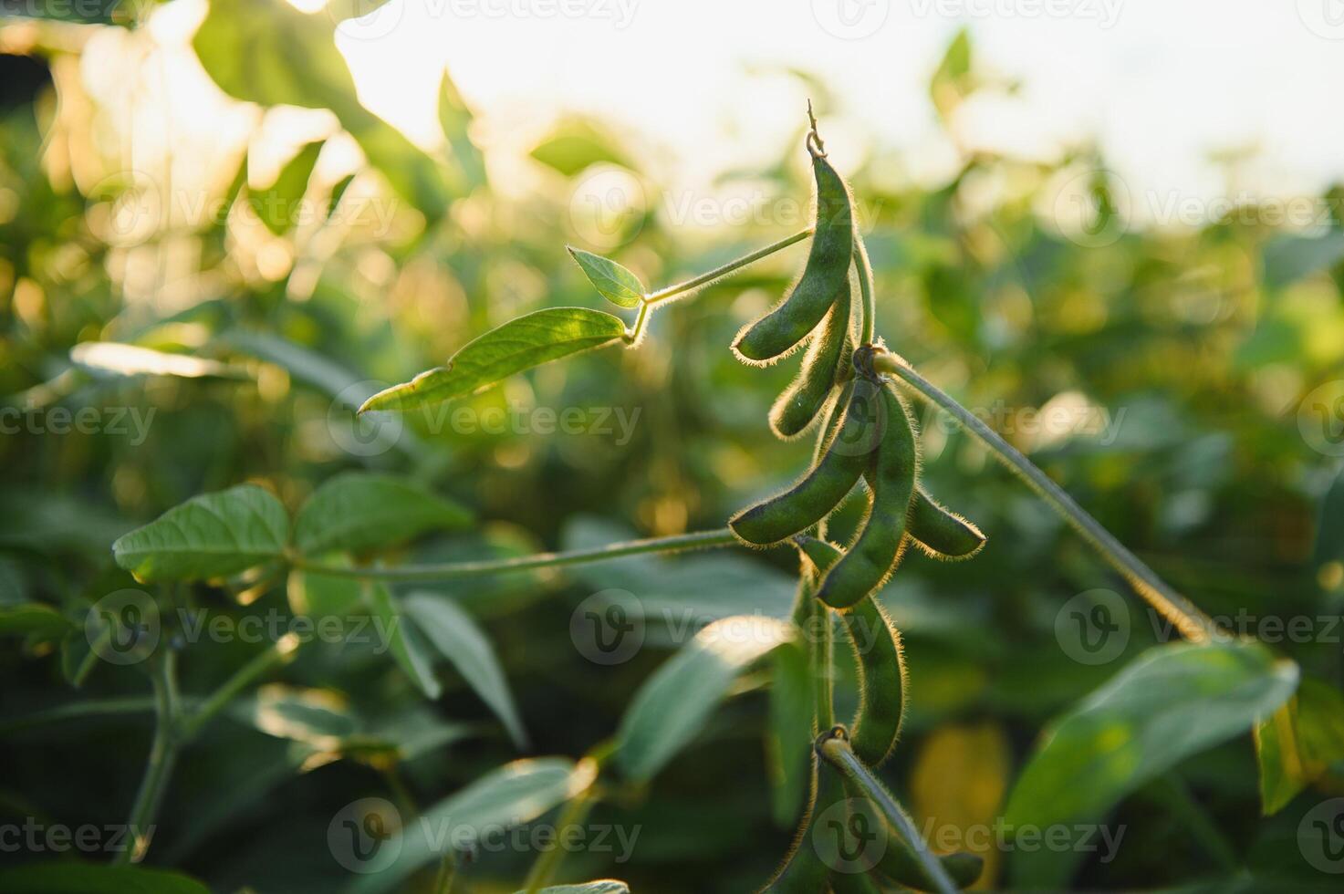 Closeup of green plants of soybean on field photo