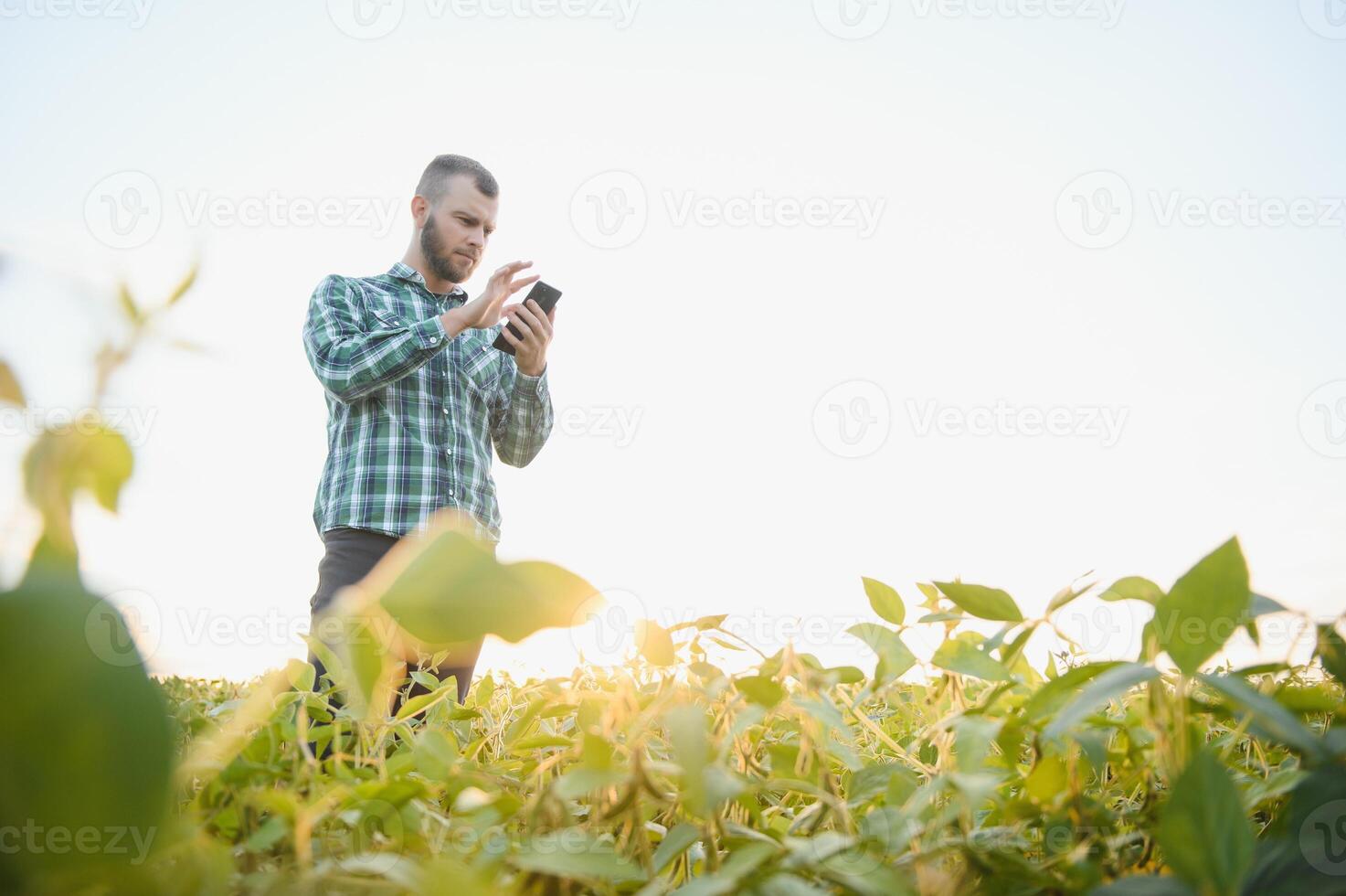 Agronomist inspects soybean crop in agricultural field - Agro concept - farmer in soybean plantation on farm photo