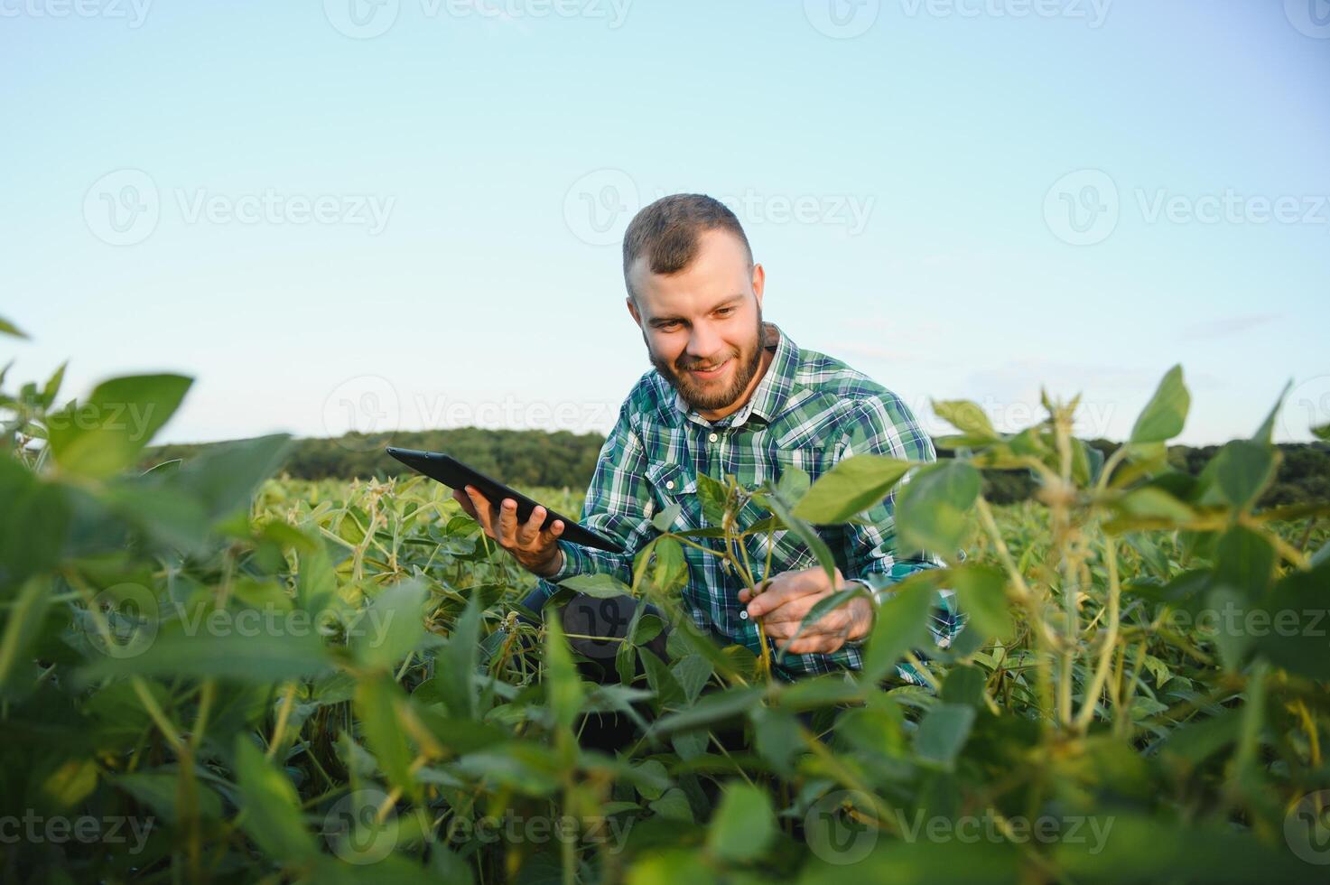 Young agronomist holds tablet touch pad computer in the soy field and examining crops before harvesting. Agribusiness concept. agricultural engineer standing in a soy field with a tablet in summer. photo