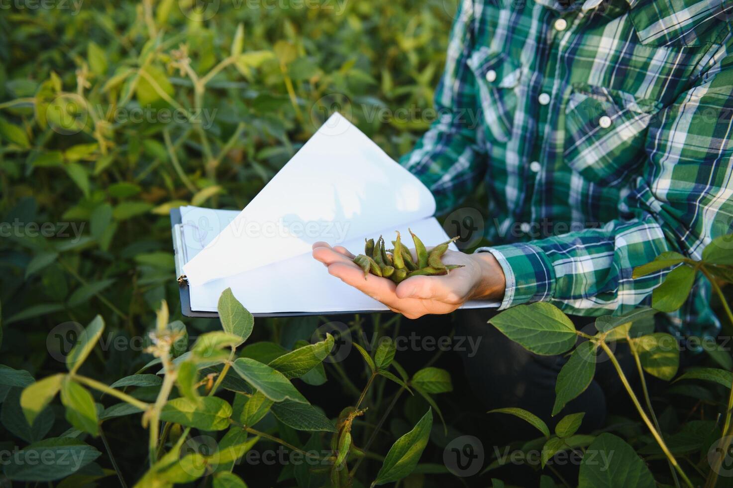 A farmer agronomist inspects green soybeans growing in a field. Agriculture photo