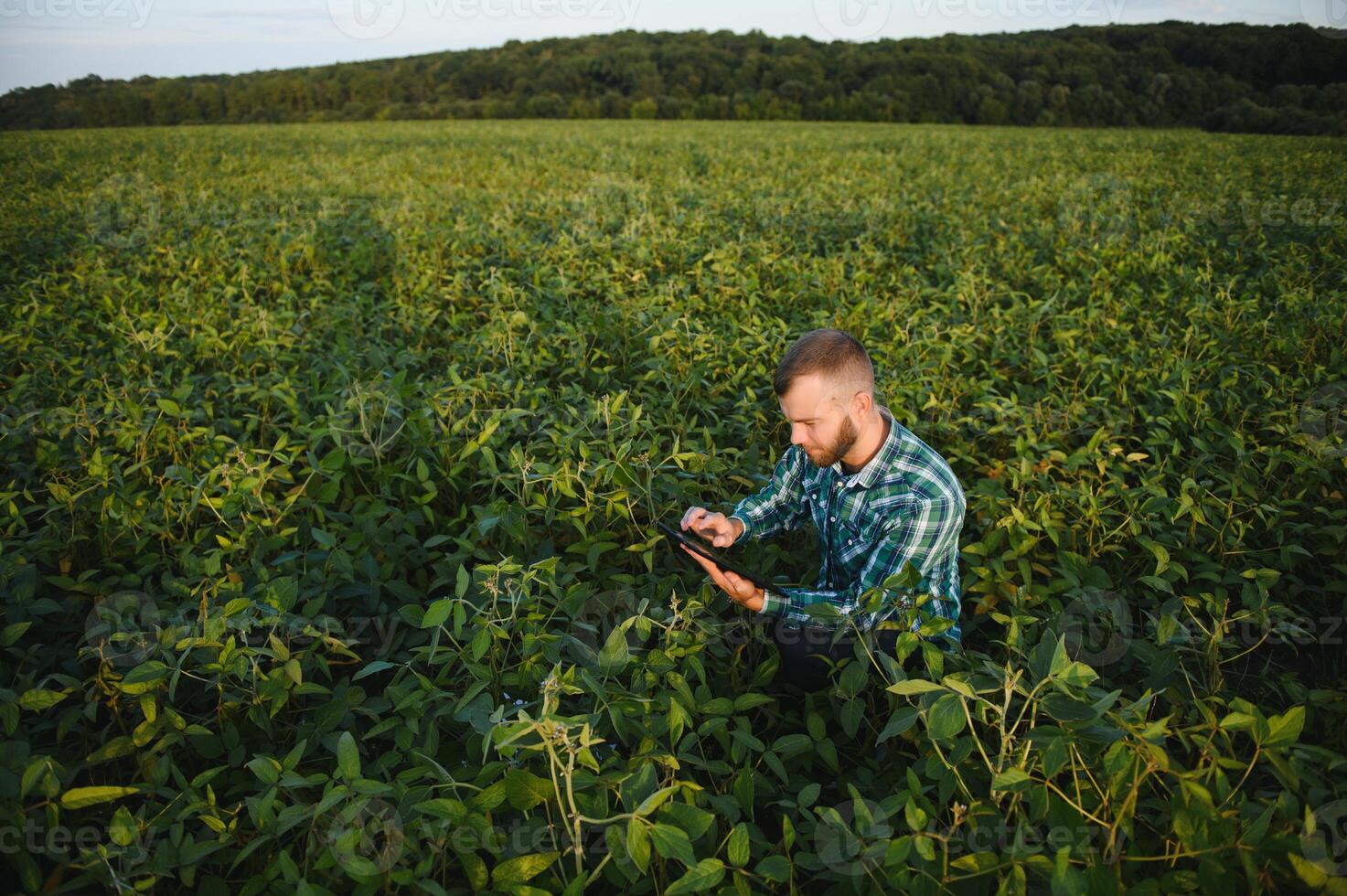 Young agronomist holds tablet touch pad computer in the soy field and examining crops before harvesting. Agribusiness concept. agricultural engineer standing in a soy field with a tablet in summer. photo