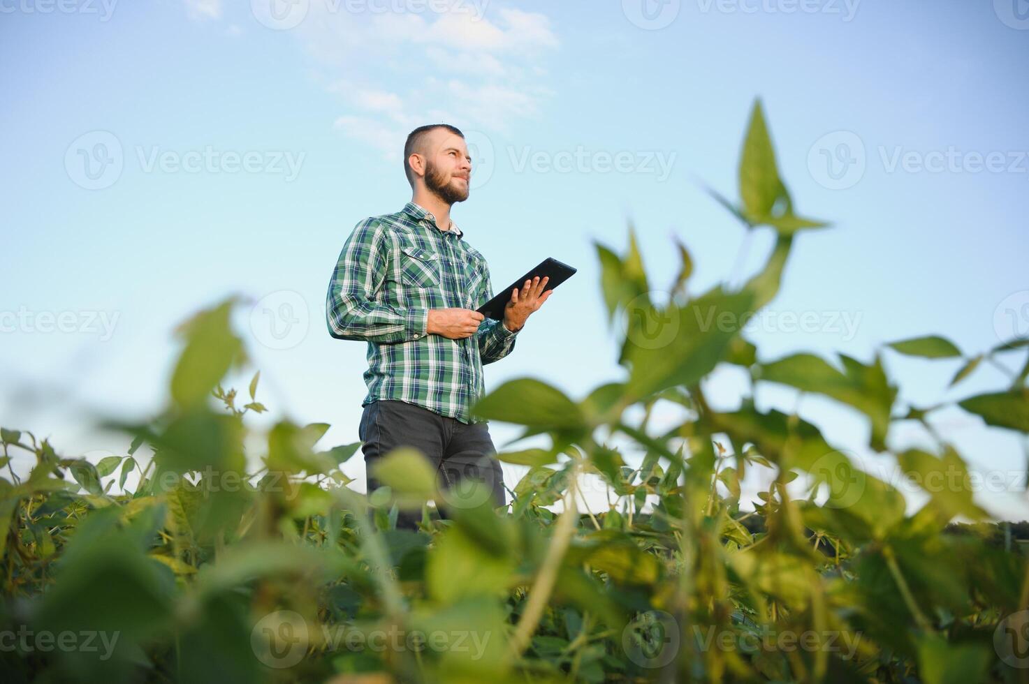 Young agronomist holds tablet touch pad computer in the soy field and examining crops before harvesting. Agribusiness concept. agricultural engineer standing in a soy field with a tablet in summer. photo