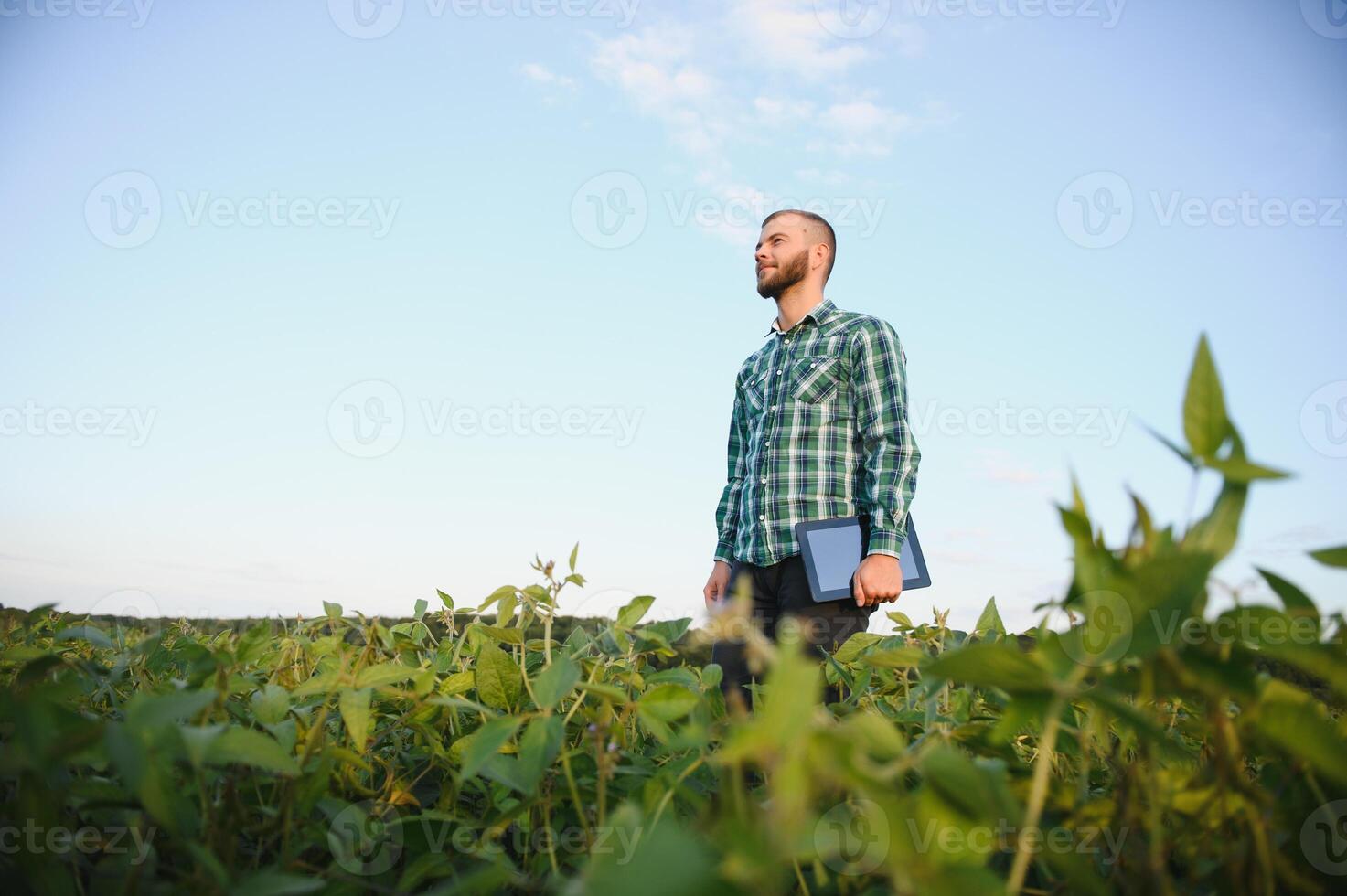 Young agronomist holds tablet touch pad computer in the soy field and examining crops before harvesting. Agribusiness concept. agricultural engineer standing in a soy field with a tablet in summer. photo