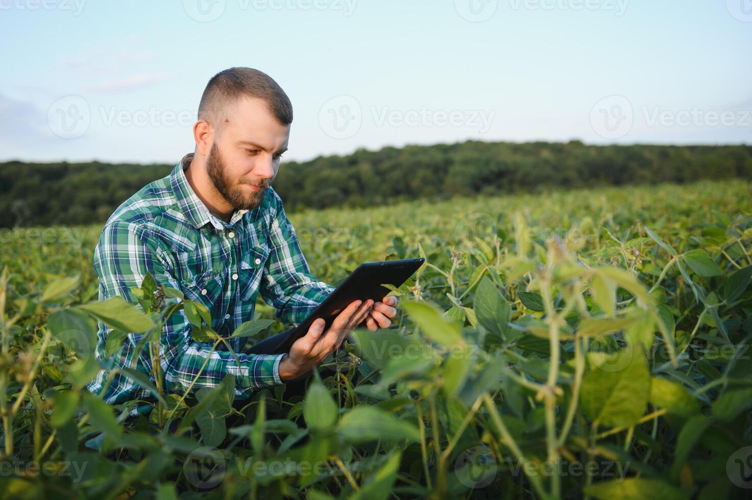 Young agronomist holds tablet touch pad computer in the soy field and examining crops before harvesting. Agribusiness concept. agricultural engineer standing in a soy field with a tablet in summer. photo