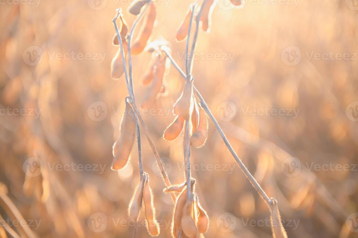 Mature soybeans on soybean plantation in close-up photo