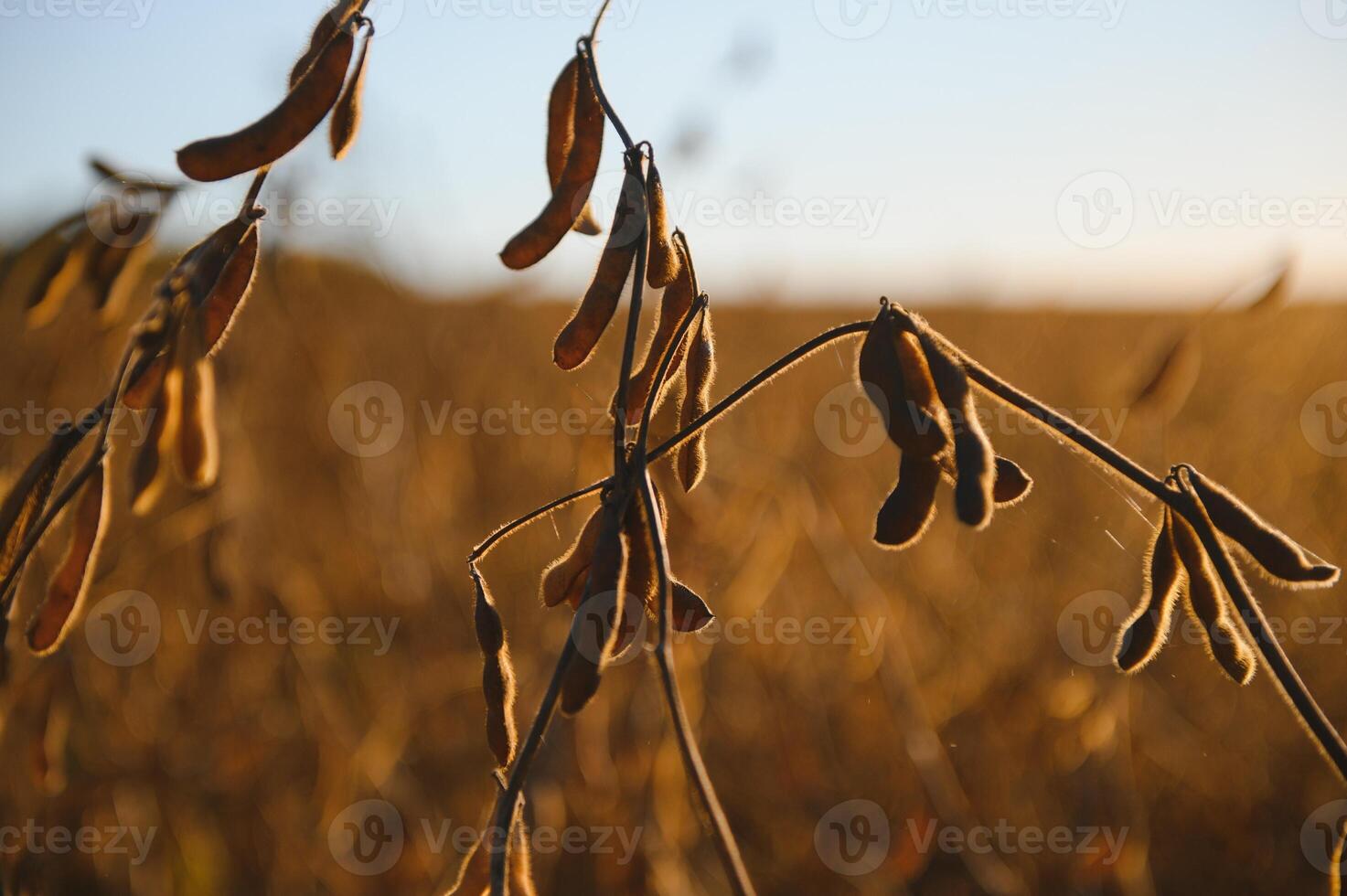 Soybean lit by sunrays. Selective focus on detail. photo