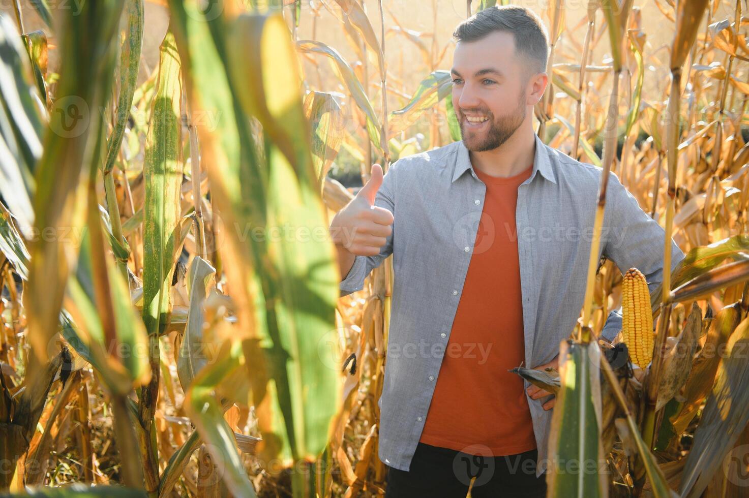 Farmer in field checking on corncobs photo