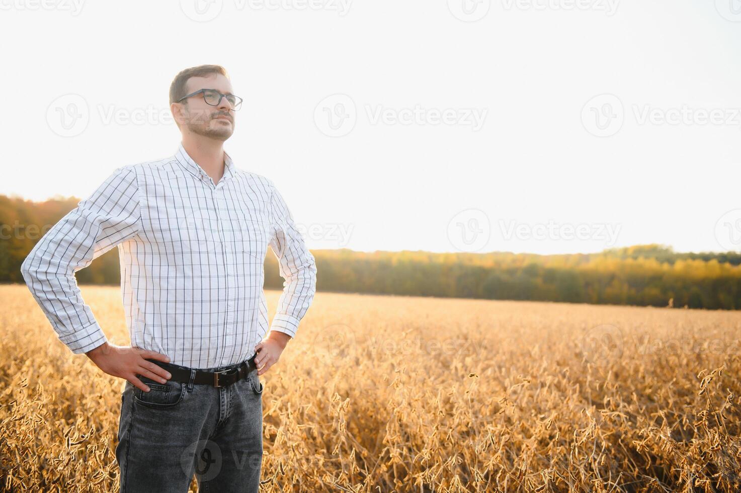 A farmer inspects a soybean field. The concept of the harvest. photo