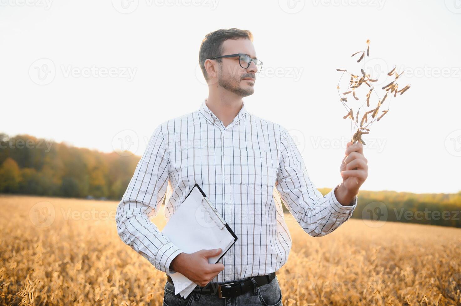 agronomist or farmer examining crop of soybeans field photo