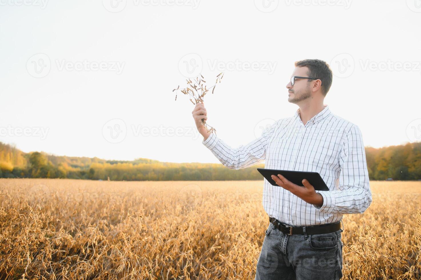 Agronomist inspects soybean crop in agricultural field - Agro concept - farmer in soybean plantation on farm photo