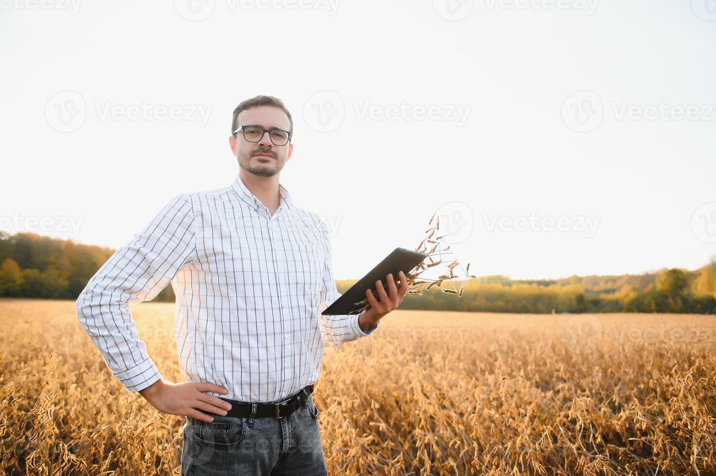 Farmer standing in soybean field examining crop at sunset. photo