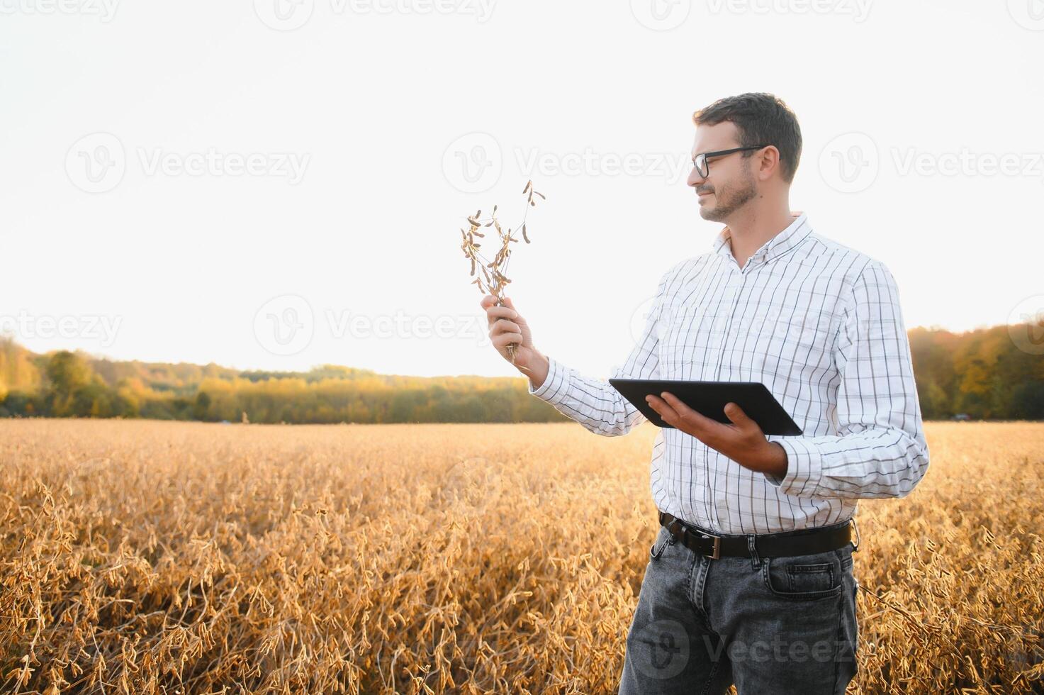 Portrait of farmer standing in soybean field examining crop at sunset. photo