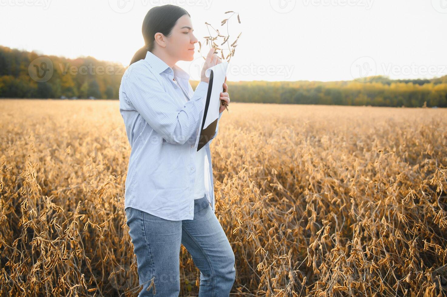 Young farmer woman standing in soy field in summer time, holding tablet and monitoring crop growth photo