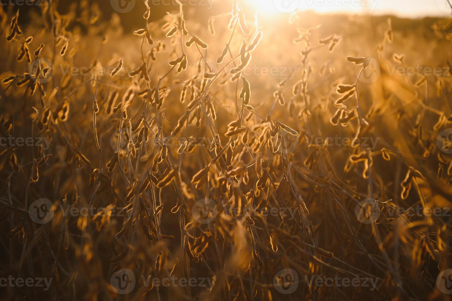 Ripe soybeans closeup, ready for harvest, shallow focus, agricultural background photo