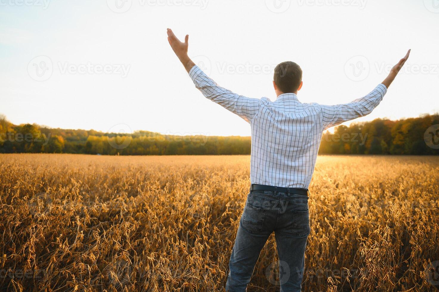 Farmer standing in soybean field examining crop at sunset. photo