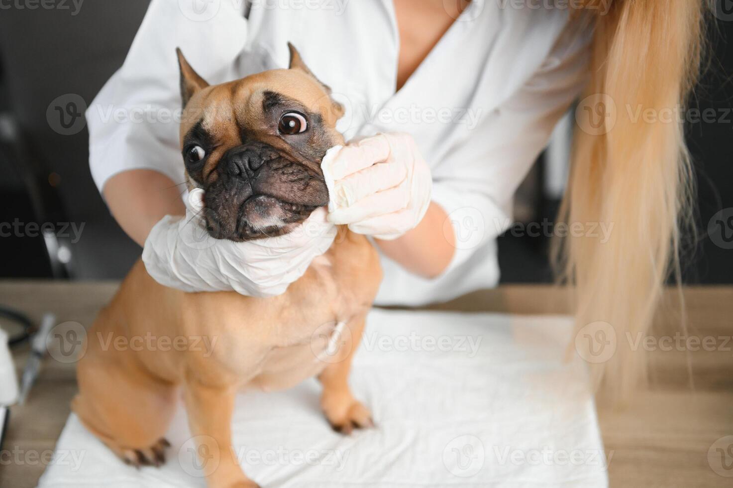 Veterinarian examining cute dog in clinic photo