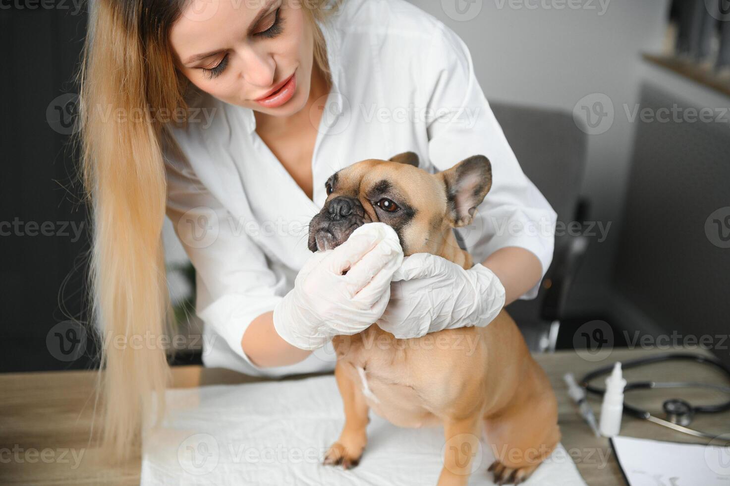 Veterinarian examining cute dog in clinic photo