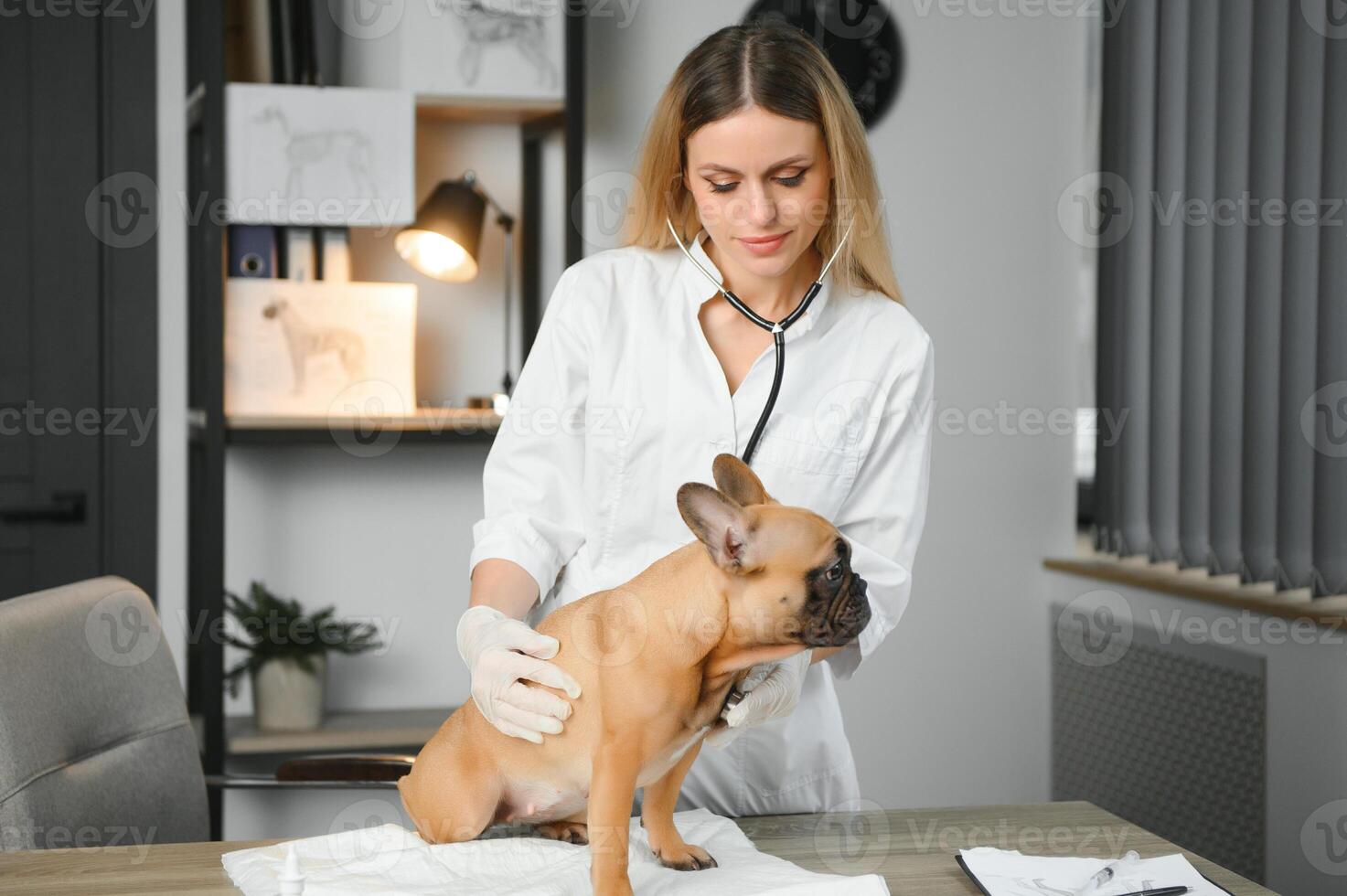 Female Vet Examining French Bulldog photo