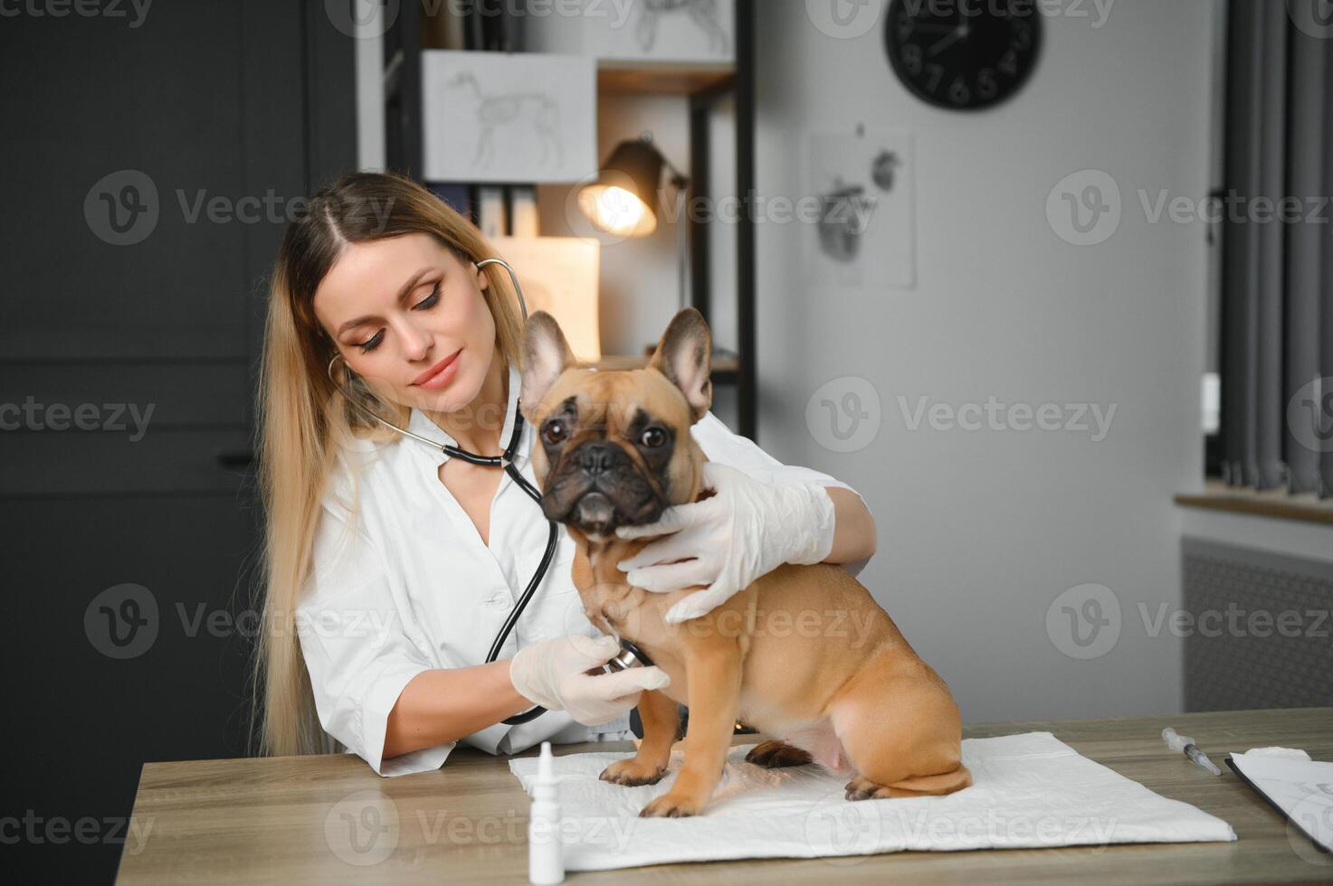Vet listening dog with stetoscope in veterinary clinic photo