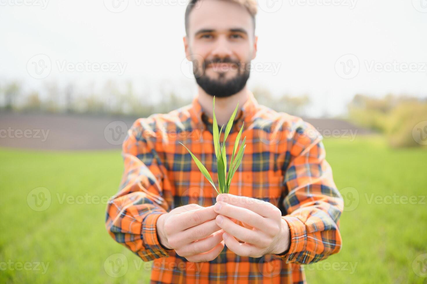 A young farmer inspects the quality of wheat sprouts in the field. The concept of agriculture. photo