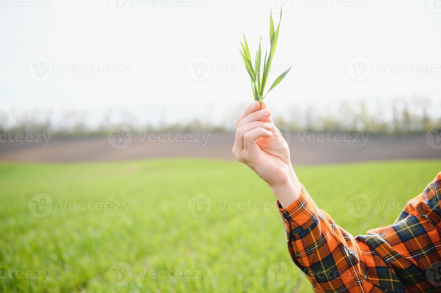 Portrait of farmer in wheat field. A handsome farmer or agronomist is working in the field photo