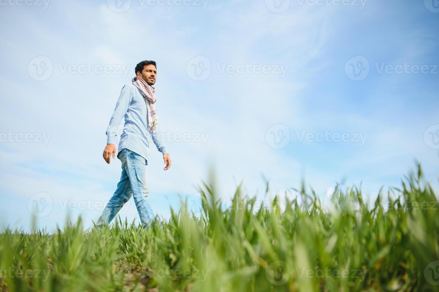 Portrait of farmer standing in a wheat field. farmer stands in green wheat field, looks, examines his crop photo