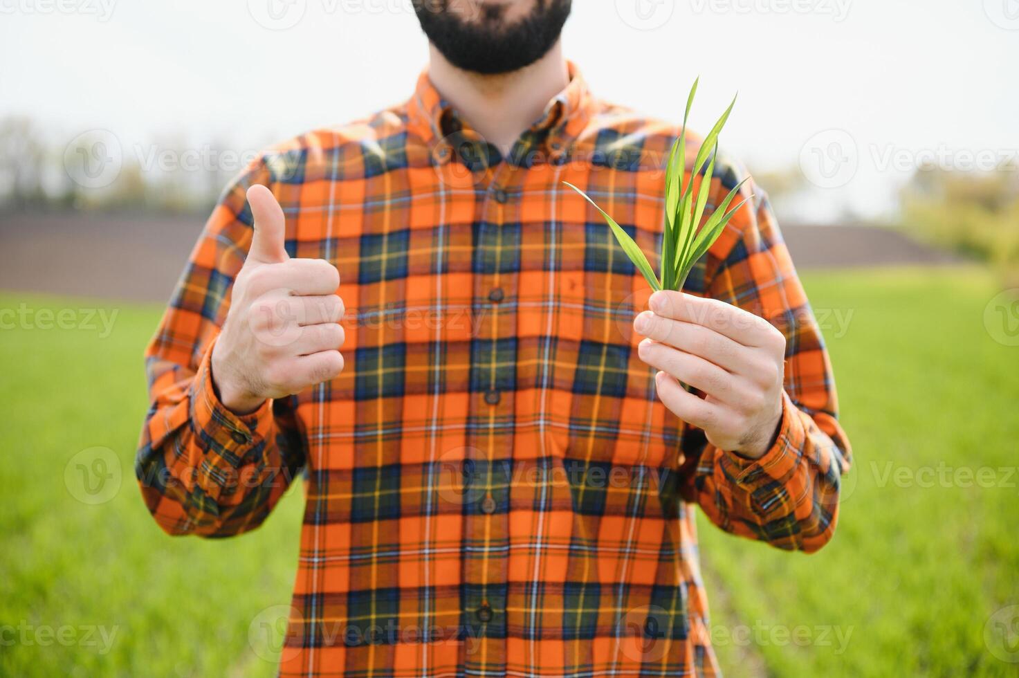 A young farmer inspects the quality of wheat sprouts in the field. The concept of agriculture. photo