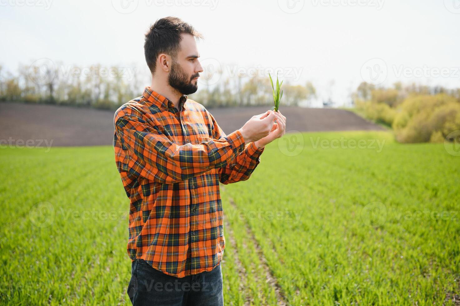 A young farmer inspects the quality of wheat sprouts in the field. The concept of agriculture photo
