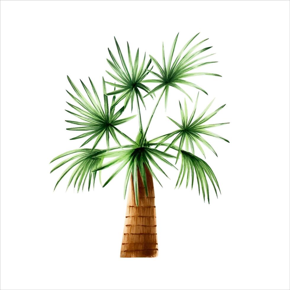 Green palm tree. Coconut tree clipart. Watercolor hand drawn floral jungle illustration isolated on background. For designers, postcards, vector