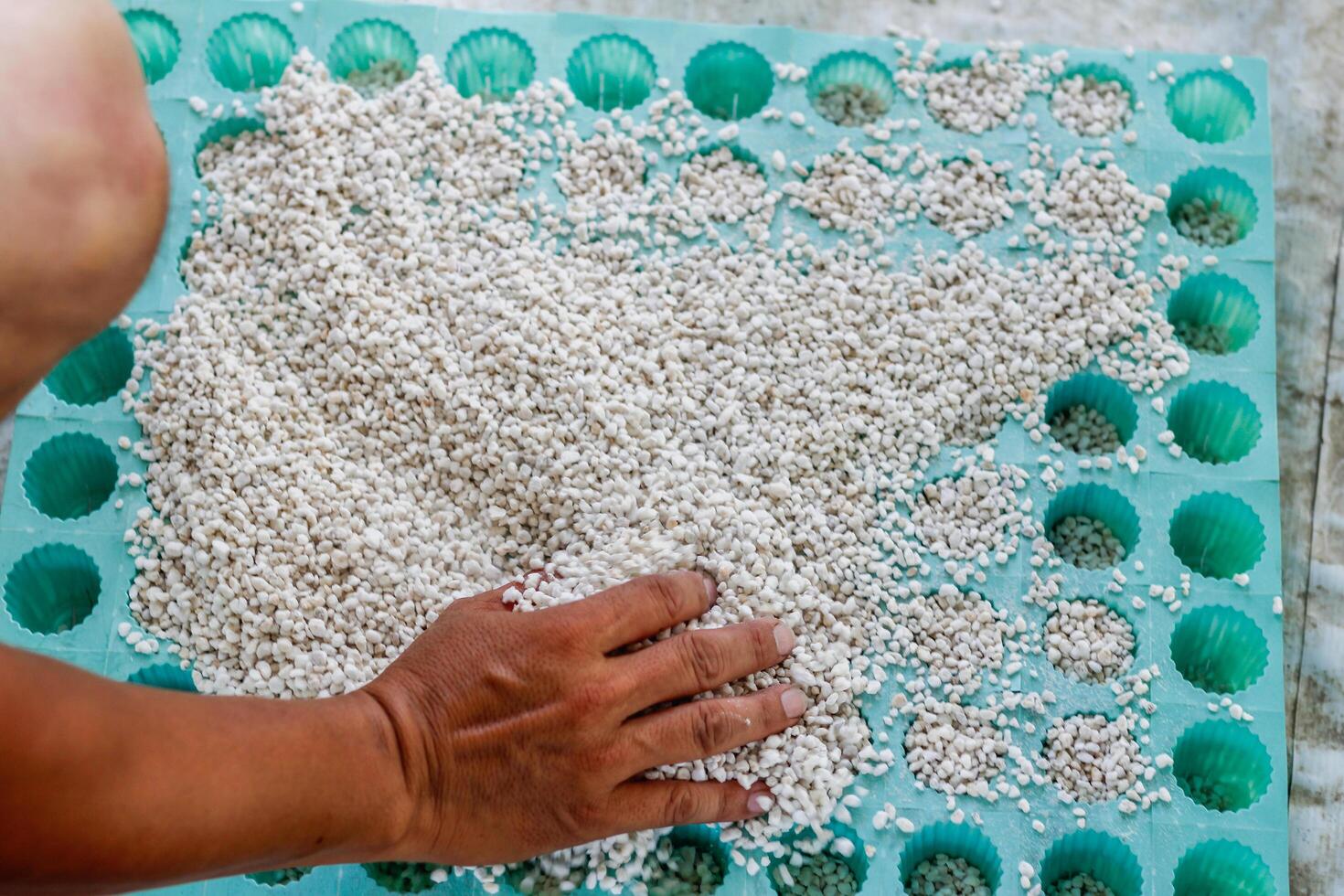 Growing vegetables using water or hydroponics using seeds to get organic vegetables that are free from toxins because hydroponics does not use pesticides. Organic vegetable concept for health photo