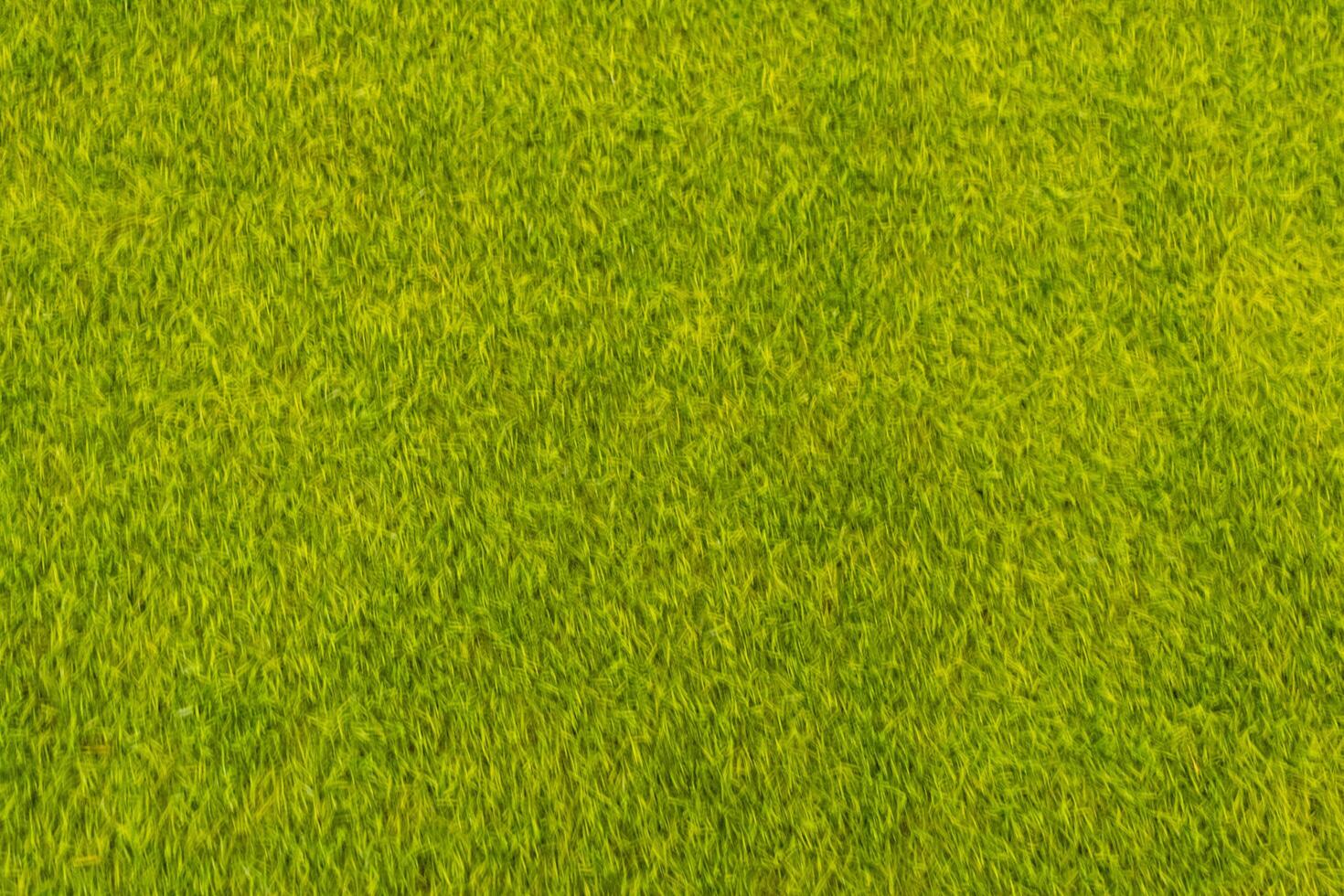 blurred background Lots of small green leaves in Top View look beautiful and unusual as nature background with bright green color and copy space for inserting text for advertisement. photo