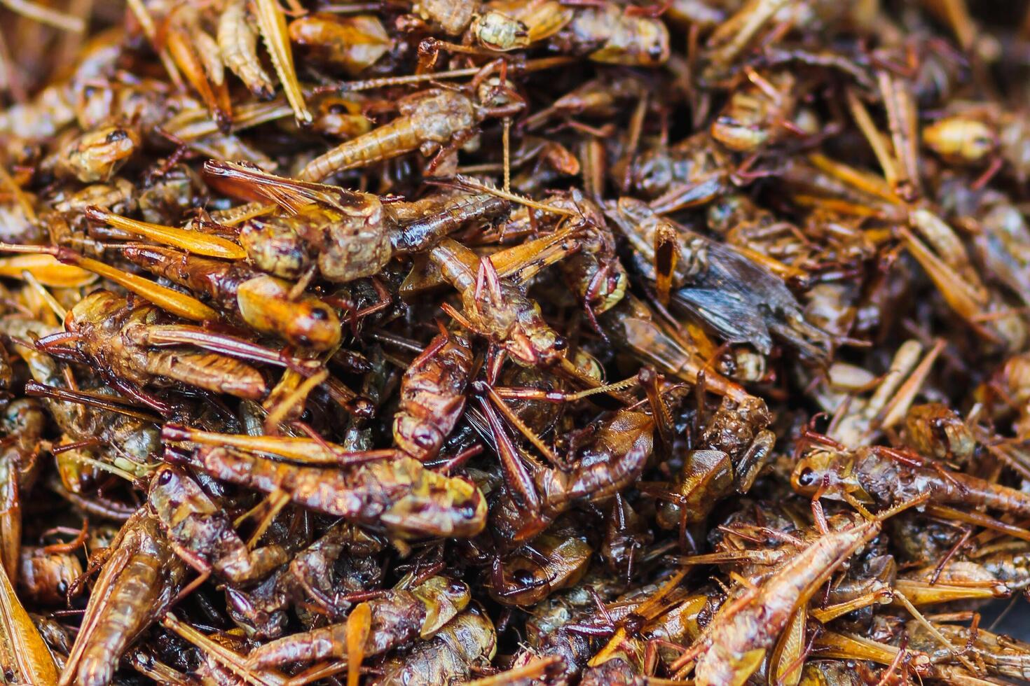 Soft And Smooth Focus,Grasshoppers or fried insects are a group of protein foods that are easy to find in Asia and fried insects are also popular in the northeast of Thailand and Laos. photo