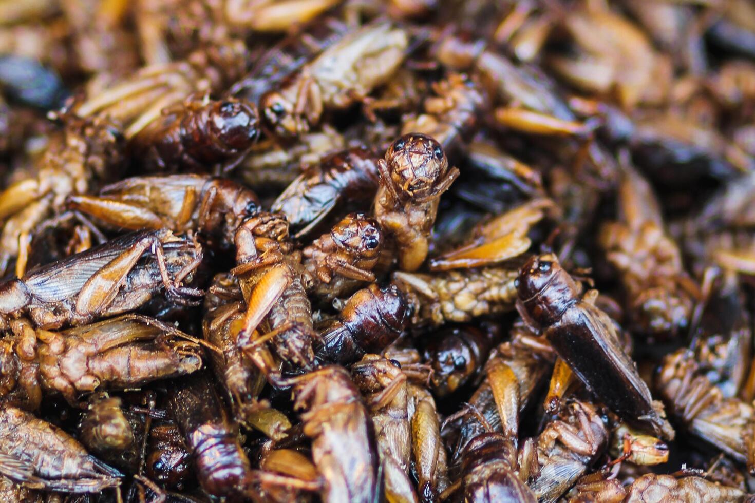 Soft And Smooth Focus,Grasshoppers or fried insects are a group of protein foods that are easy to find in Asia and fried insects are also popular in the northeast of Thailand and Laos. photo