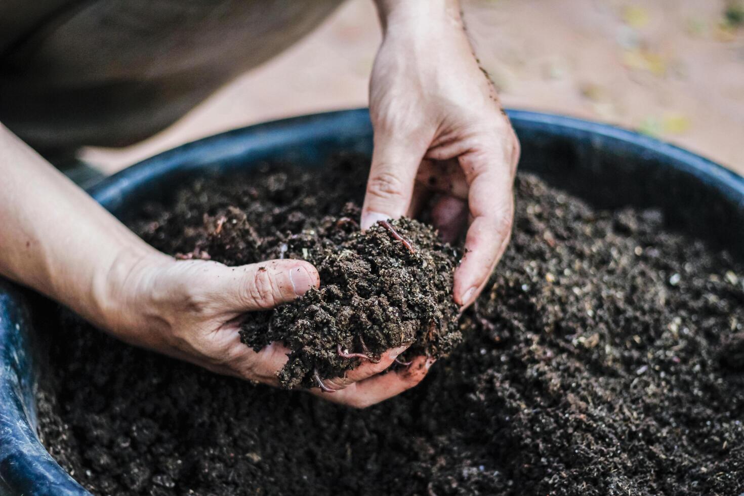 Farmers cultivate earthworms to increase the number of earthworms and make use of soil and earthworm feces to make bio-fertilizers, making agricultural products non-toxic. photo