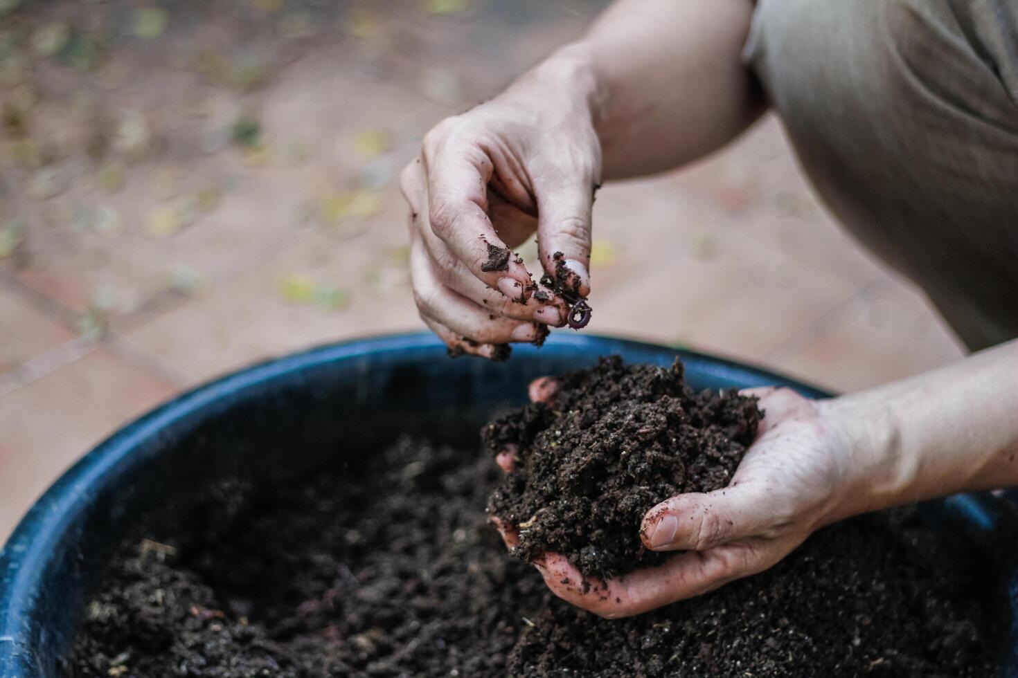 Farmers cultivate earthworms to increase the number of earthworms and make use of soil and earthworm feces to make bio-fertilizers, making agricultural products non-toxic. photo