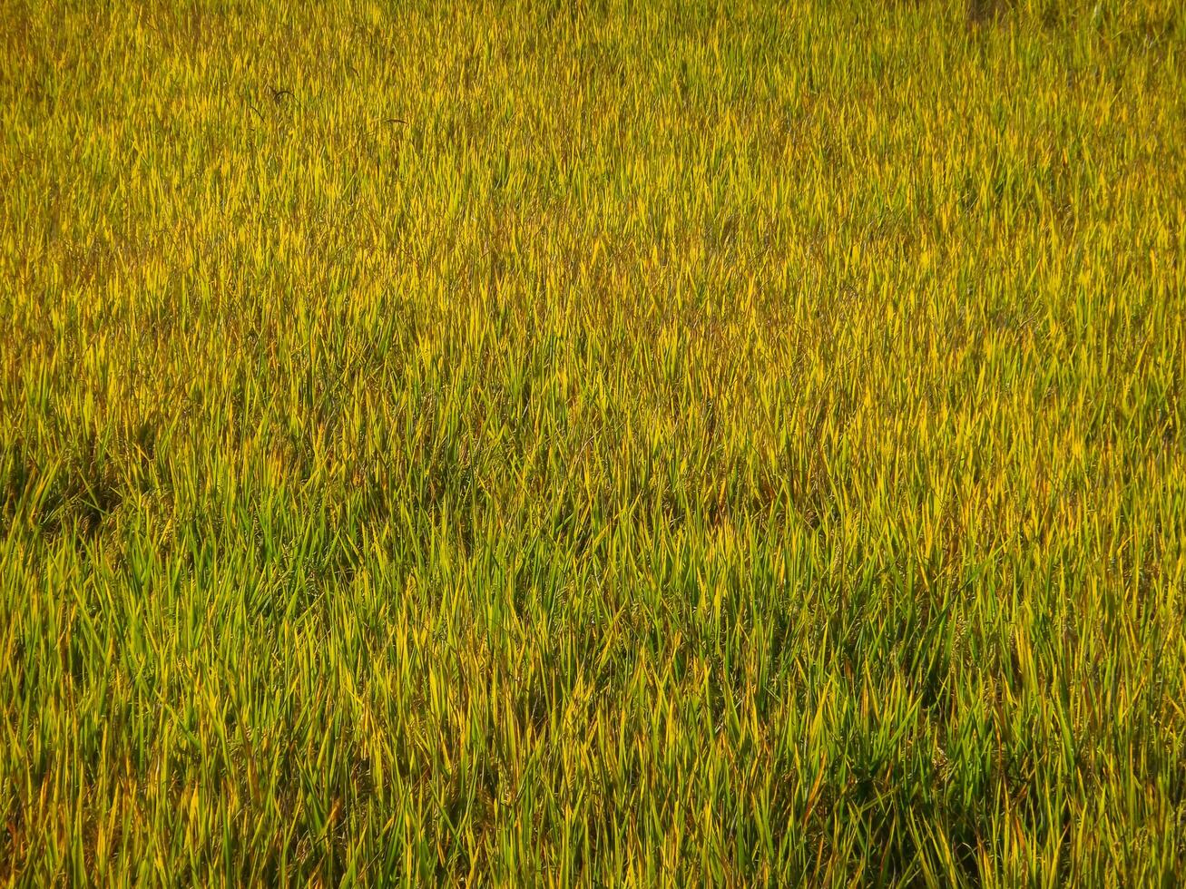 meadow or rice fields that are turning golden in color and are ready to harvest more for food and cultivation in the rainy season. photo