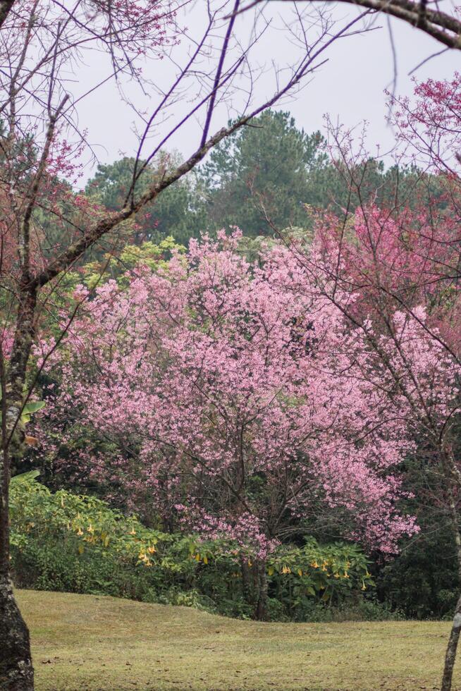 Choose soft focus, beautiful cherry blossom, Prunus cerasoides in Thailand, bright pink flowers of Sakura on the high mountains of Chiang Mai. The beautiful scenery of the blossoming cherry blossoms photo