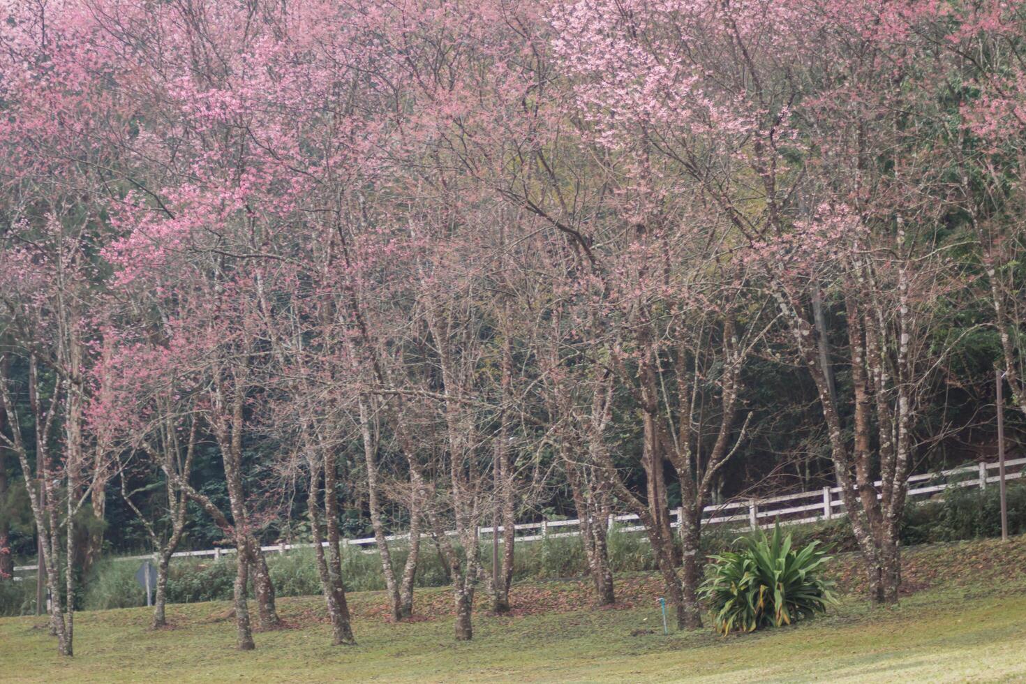 Choose soft focus, beautiful Sakura blossom, Prunus cerasoides in Thailand, bright pink flowers of Sakura on the high mountains of Chiang Mai. The beautiful scenery of the blossoming Sakura blossoms photo