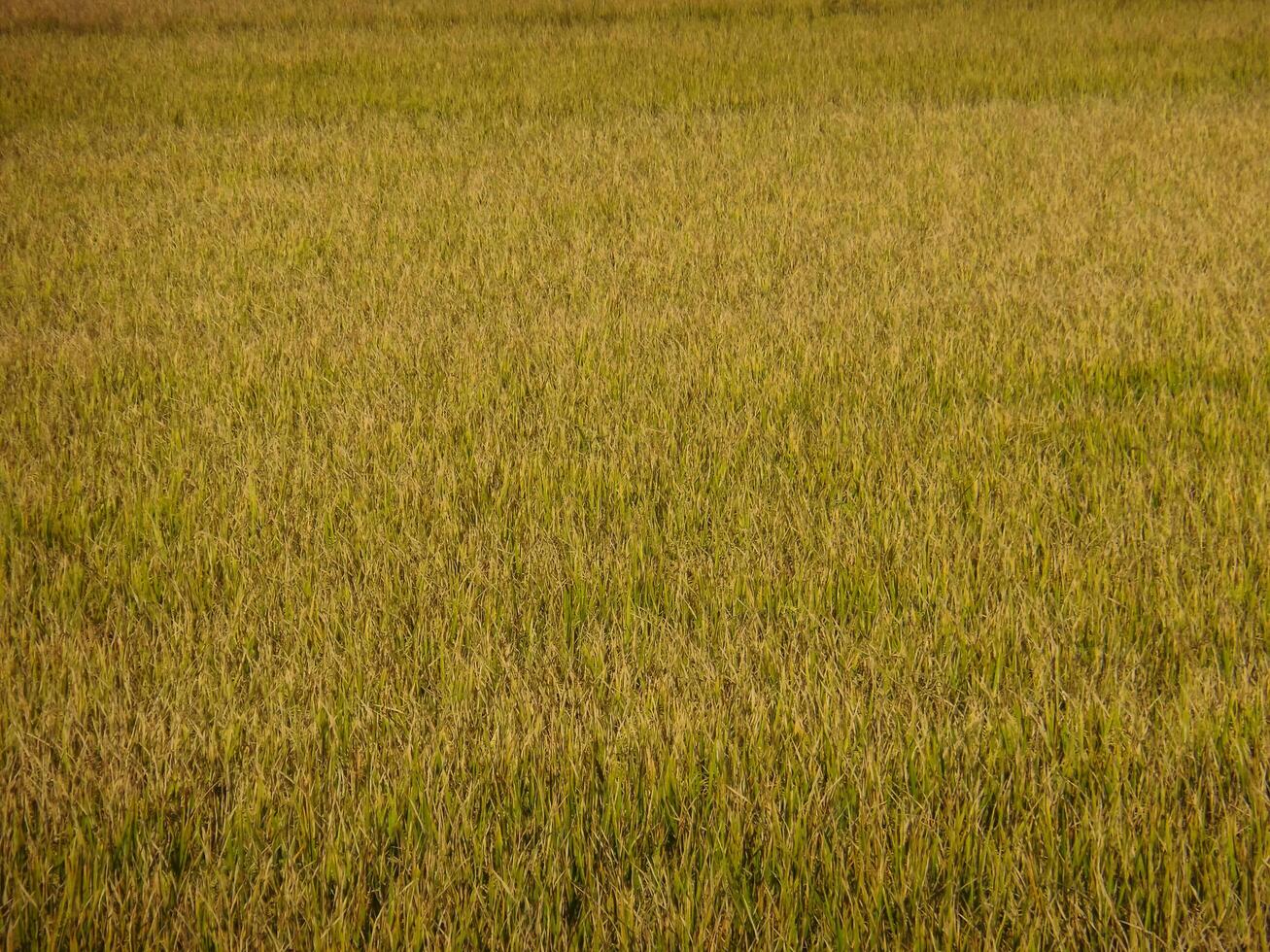meadow or rice fields that are turning golden in color and are ready to harvest more for food and cultivation in the rainy season. photo