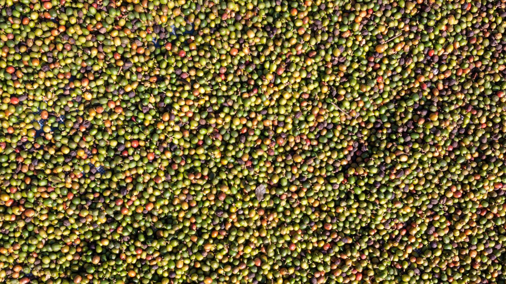 background of large amount of coffee beans that are harvested and then sun dried is one of processes for producing coffee beans to be roasted and packaged into roasted coffee bean products for sale. photo