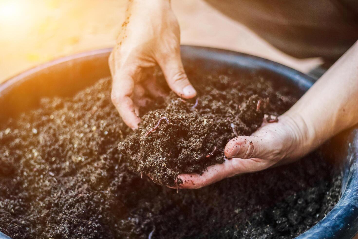Farmers cultivate earthworms to increase the number of earthworms and make use of soil and earthworm feces to make bio-fertilizers, making agricultural products non-toxic. photo