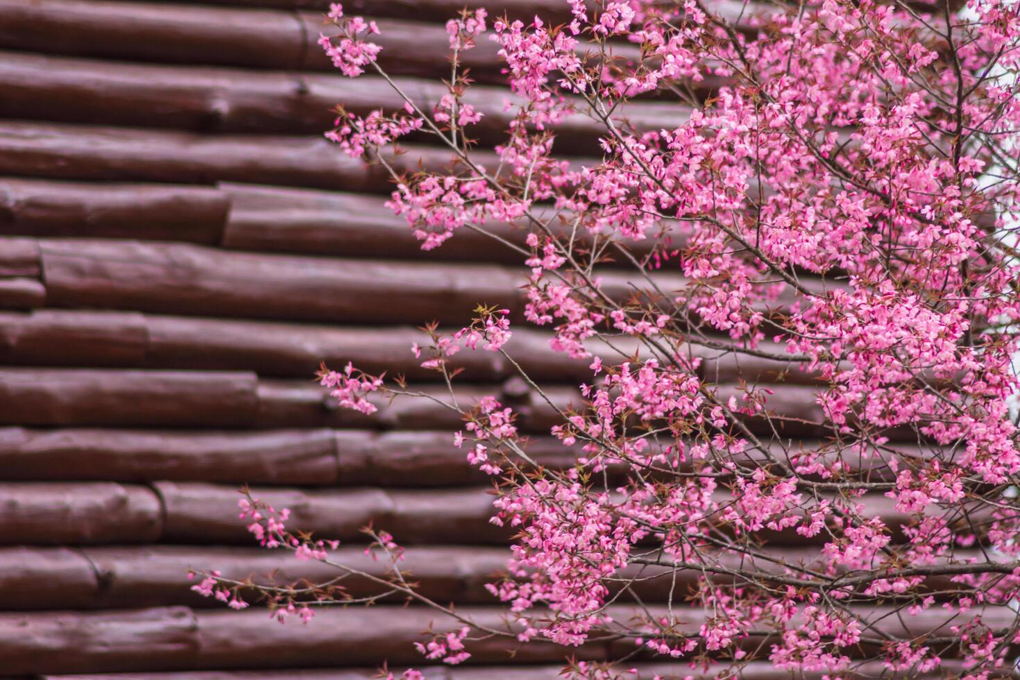 Choose soft focus, beautiful Sakura blossom, Prunus cerasoides in Thailand, bright pink flowers of Sakura on the high mountains of Chiang Mai. The beautiful scenery of the blossoming Sakura blossoms photo