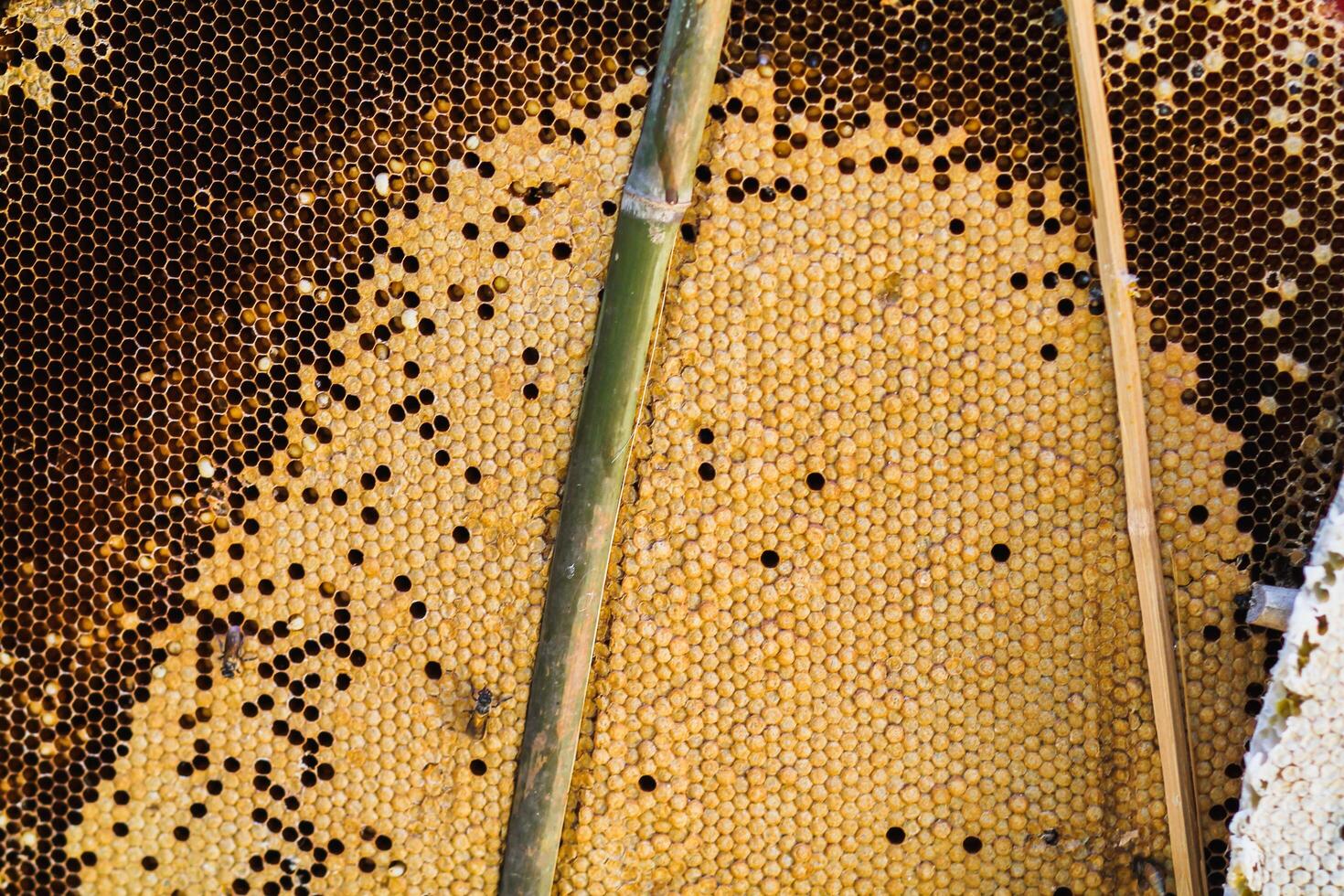 Wild honeycomb and wild honey are needed for consumption and herbal medicine mix because wild honey has nutritional benefits.Wild bees and wild honey were placed on the market. photo
